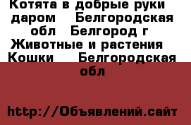 Котята в добрые руки - даром! - Белгородская обл., Белгород г. Животные и растения » Кошки   . Белгородская обл.